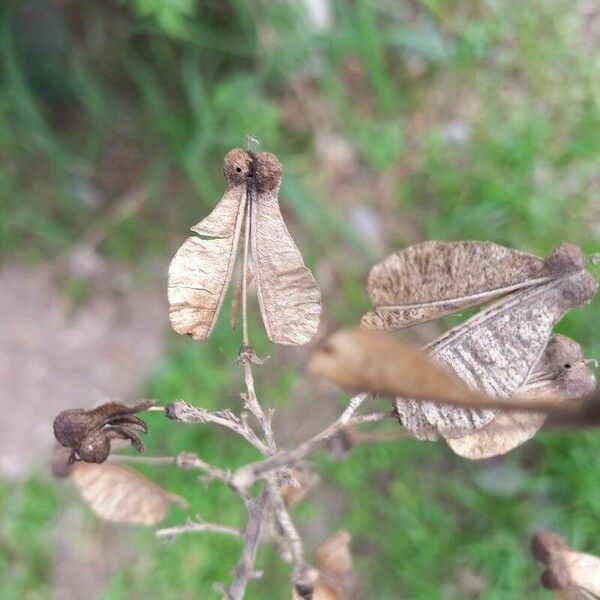 Serjania caracasana Fruit