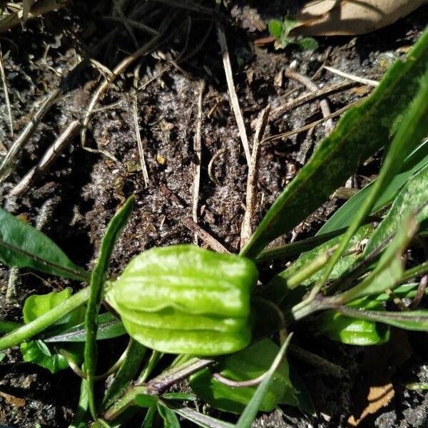 Physalis angustifolia Frukto