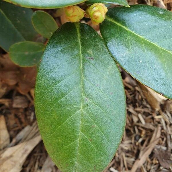 Rhododendron haematodes Leaf