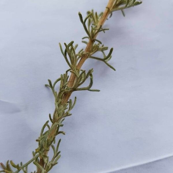 Artemisia californica Folha