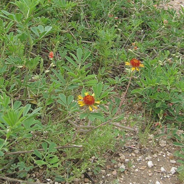 Gaillardia pinnatifida Habitat