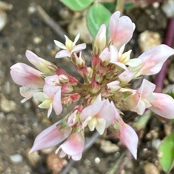 Trifolium striatum Flower