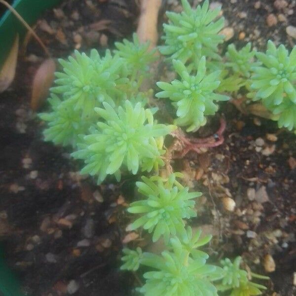 Sedum hispanicum Листок