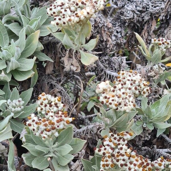 Helichrysum melaleucum Kvet