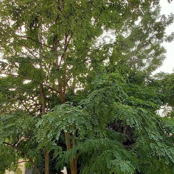 Robinia pseudoacacia Elinympäristö