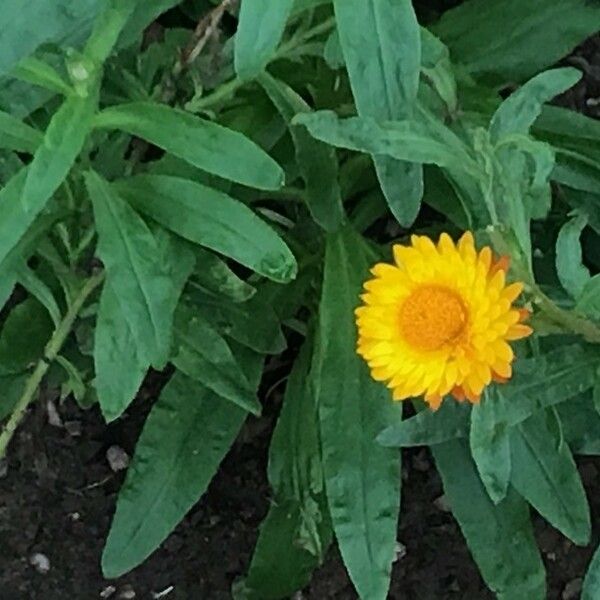 Xerochrysum bracteatum Flower