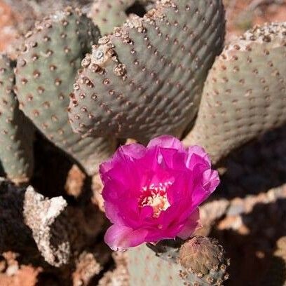 Opuntia basilaris Çiçek