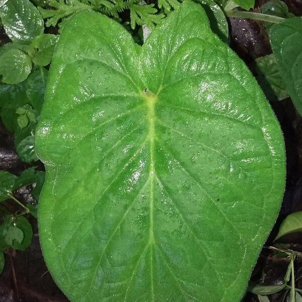 Xanthosoma mexicanum Leaf