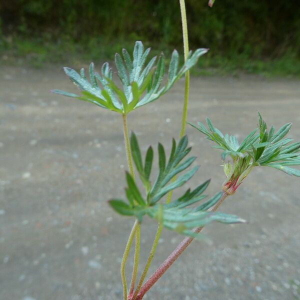 Geranium columbinum Blad