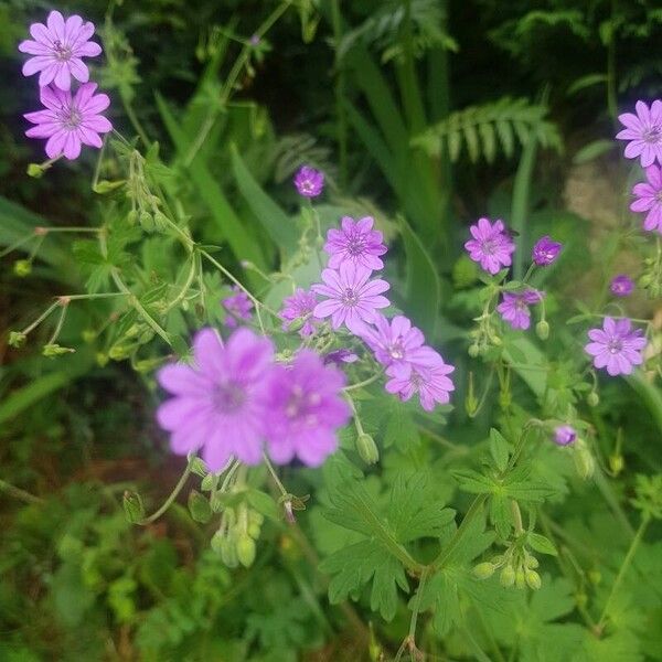 Geranium molle Blomst