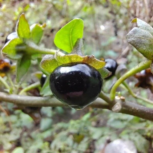 Atropa bella-donna Fruit