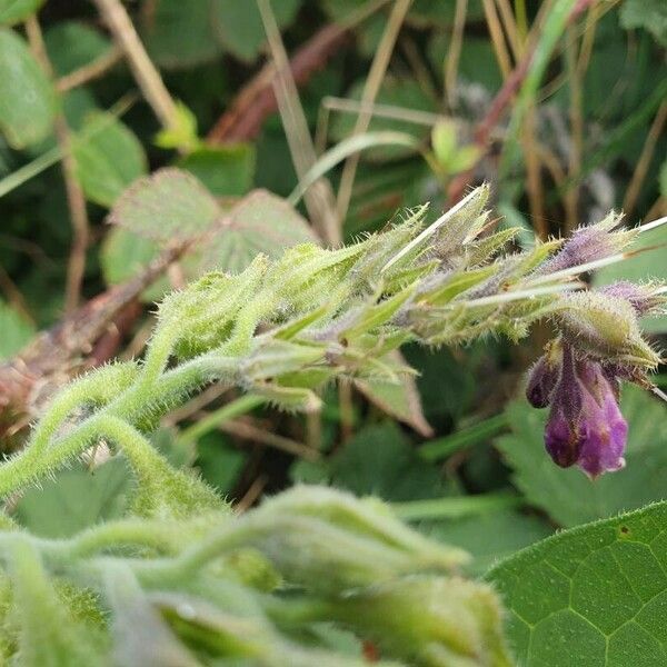 Symphytum officinale Blüte