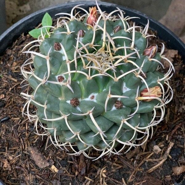 Mammillaria magnimamma Flower