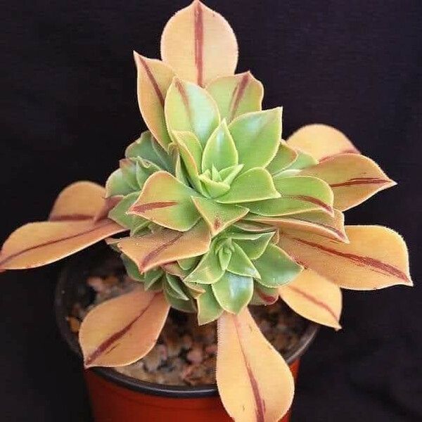 Aeonium leucoblepharum Blad