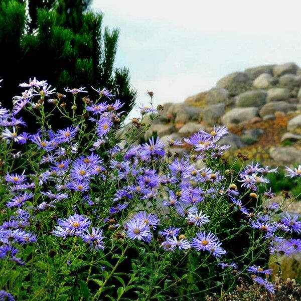 Aster amellus Blüte