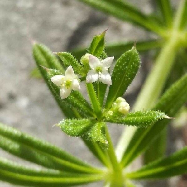 Galium tricornutum Blodyn