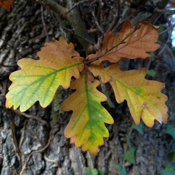 Quercus robur Folha