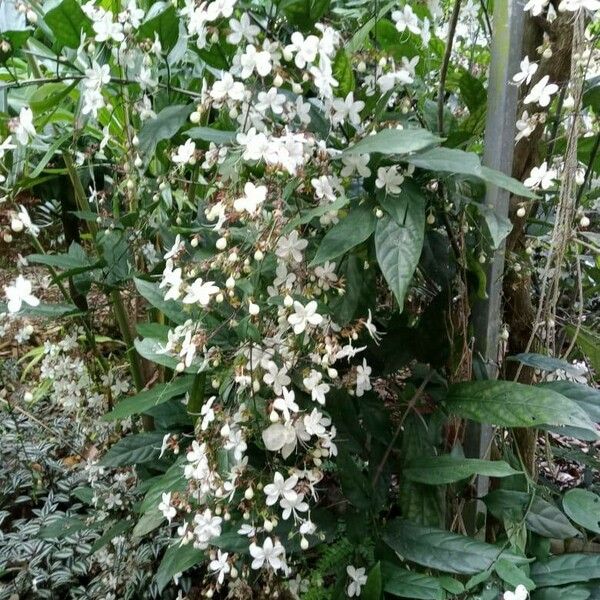 Clerodendrum indicum Flors