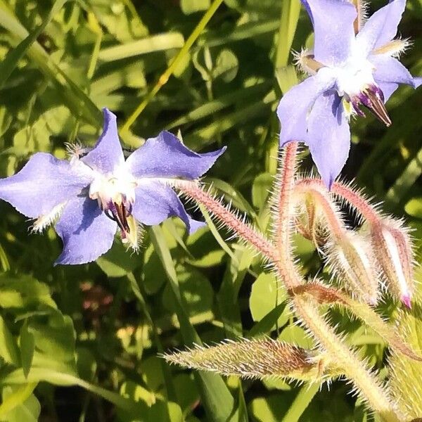 Borago officinalis موطن