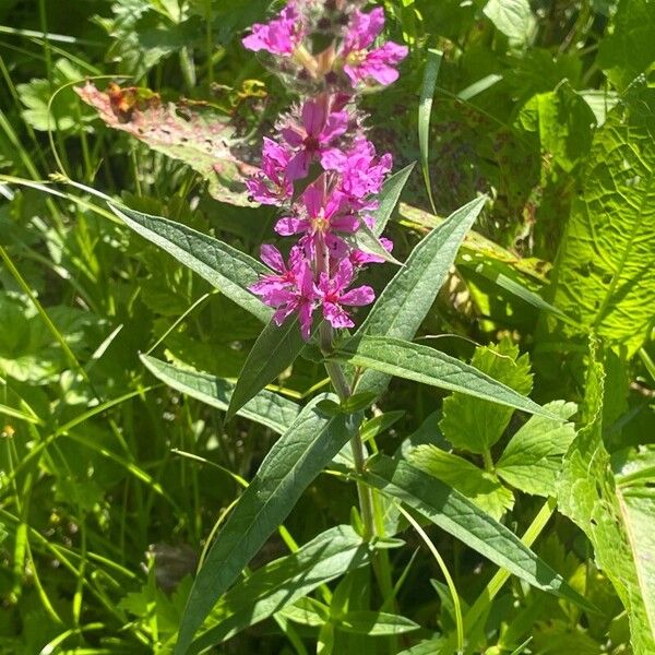 Lythrum salicaria 葉