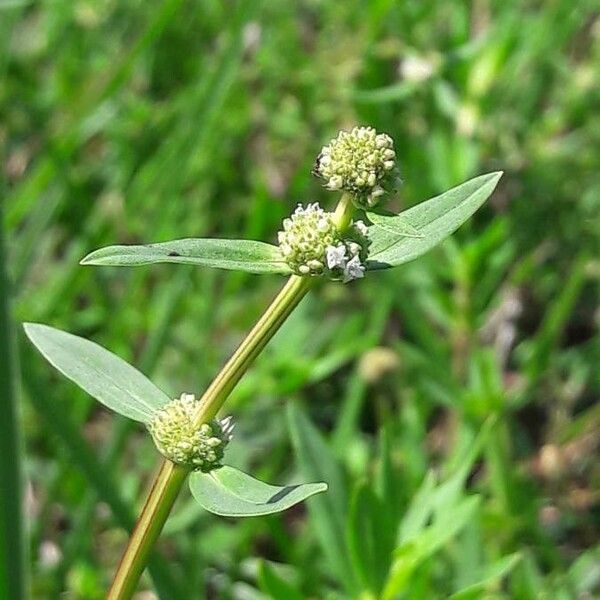 Spermacoce verticillata പുഷ്പം