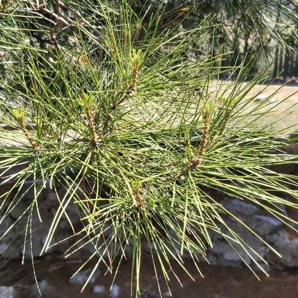 Pinus brutia Blad