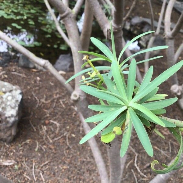 Euphorbia anachoreta