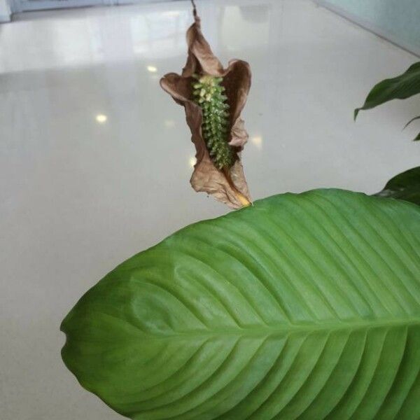 Spathiphyllum wallisii Flower