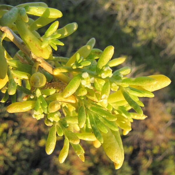 Batis maritima Blomst