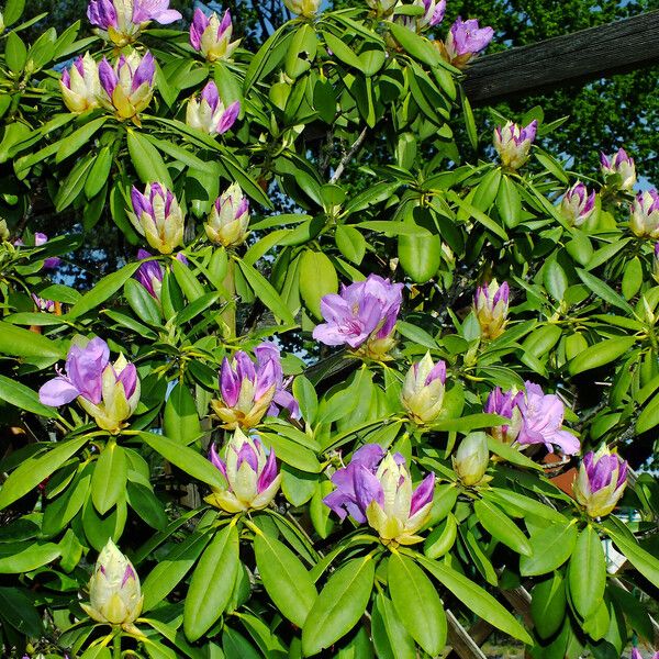 Rhododendron ponticum Habitus