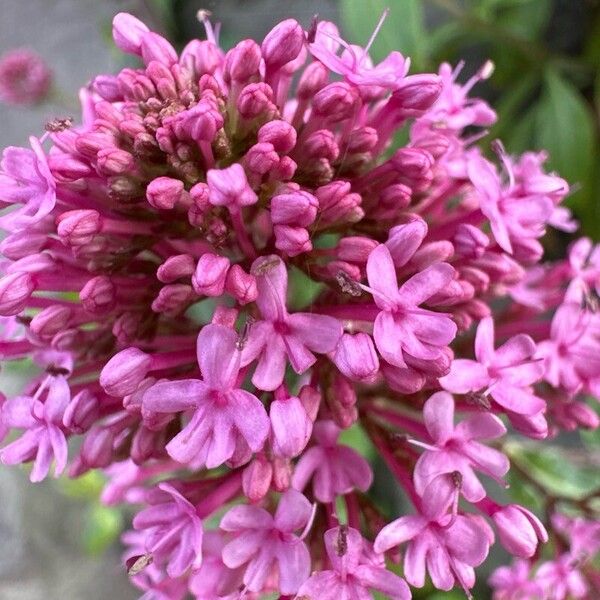 Centranthus lecoqii Цветок