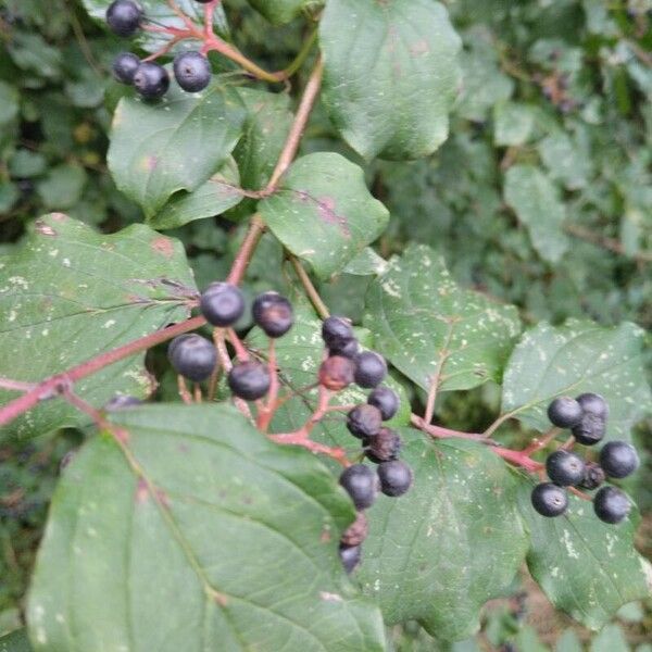 Cornus sanguinea Lehti