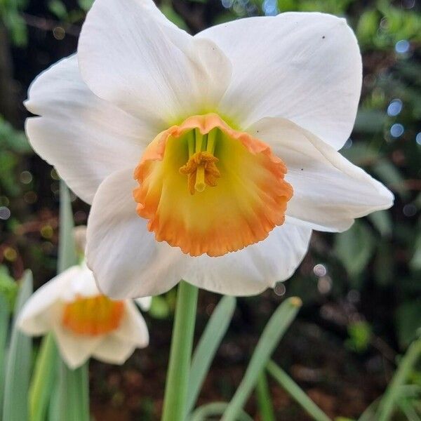 Narcissus poeticus Kukka