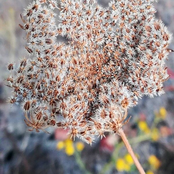 Daucus carota Fruit