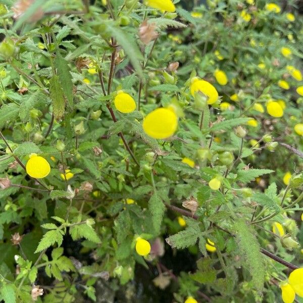 Calceolaria tripartita Leht