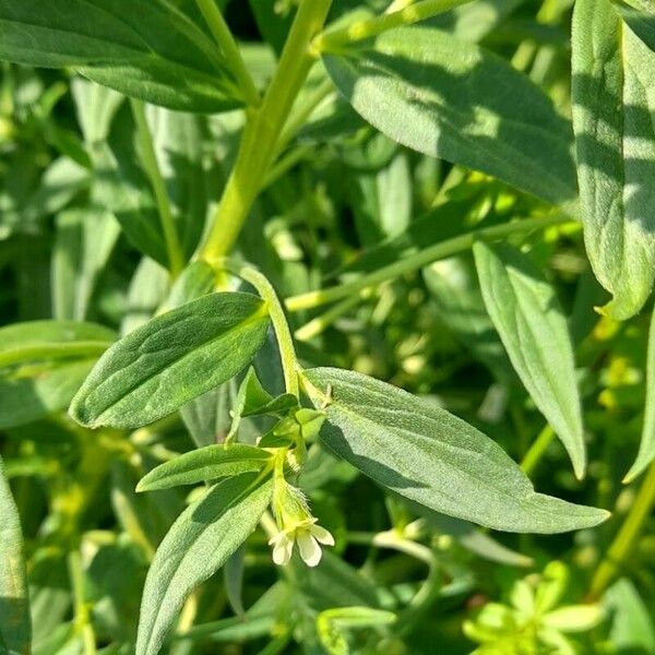 Lithospermum officinale Folha