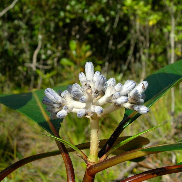 Psychotria leratii ᱵᱟᱦᱟ