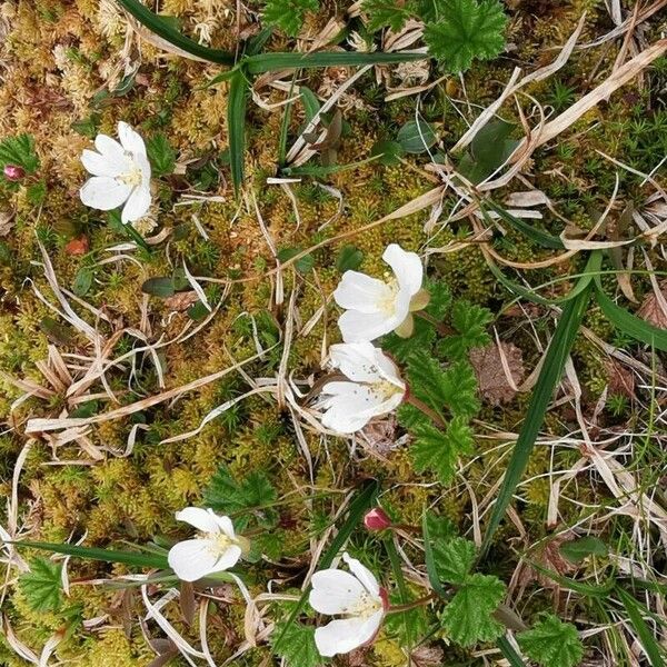 Rubus chamaemorus Flower