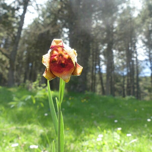 Fritillaria pyrenaica Cvet