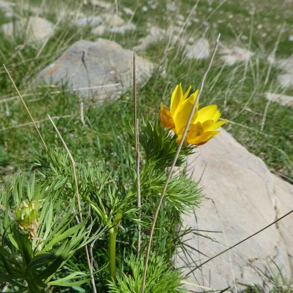 Adonis pyrenaica Hábitos