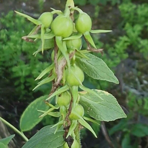 Campanula latifolia عادت