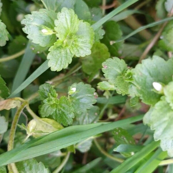 Veronica agrestis Fiore