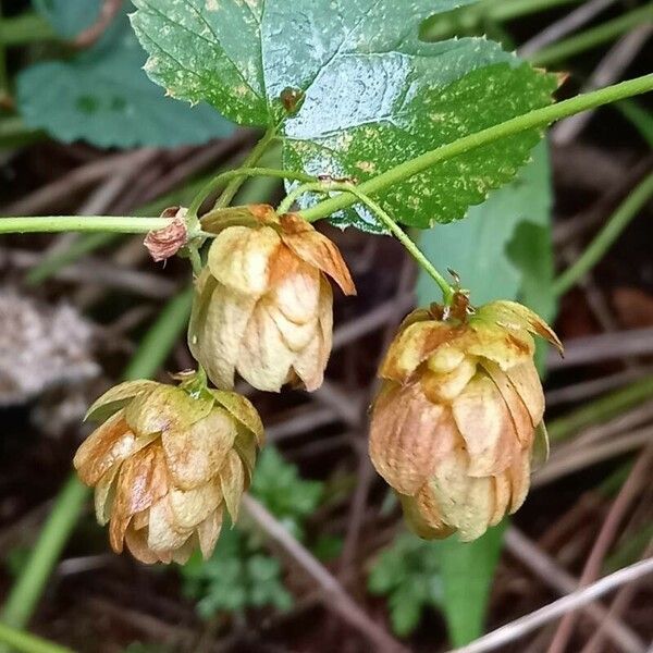 Humulus lupulus फल