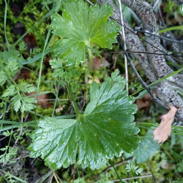 Geranium argenteum Lapas