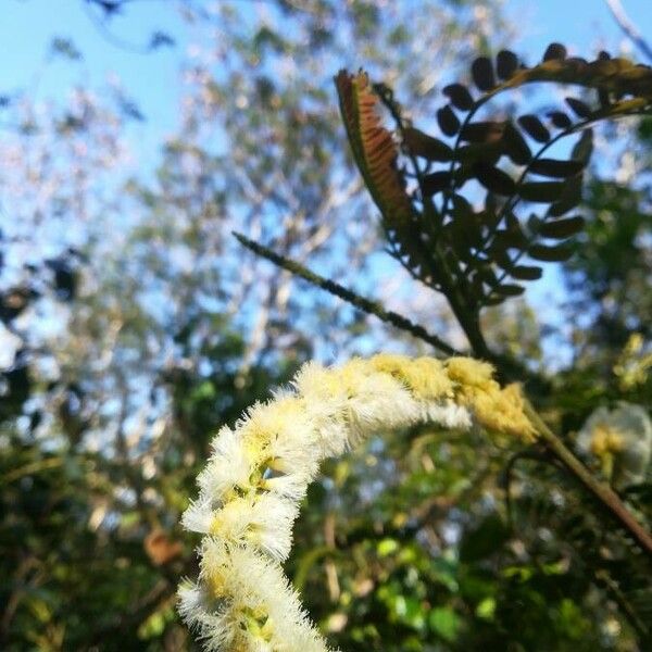 Acacia muricata Flor