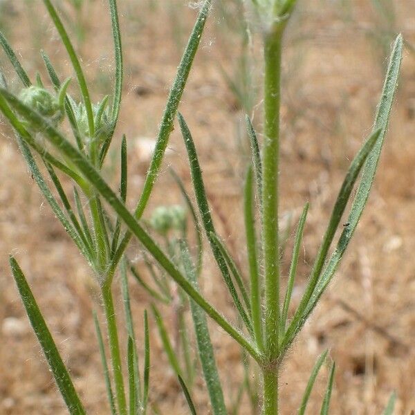 Plantago arenaria Habit