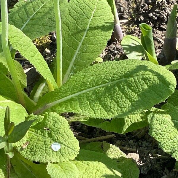 Primula japonica List