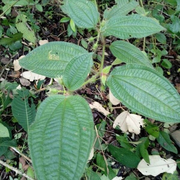 Miconia dentata 叶