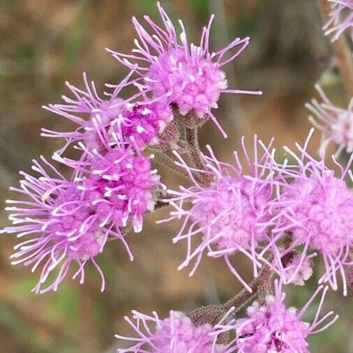 Liatris squarrulosa Квітка