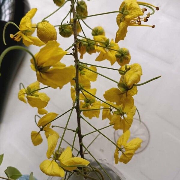 Cassia sieberiana Flower
